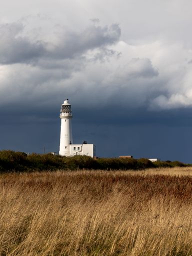 A vertical shot of a lighthouse against cloudy sky from behind herbs and plants