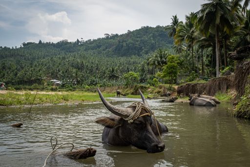 A closeup of calabaos in a river with forest-covered mountains in the background