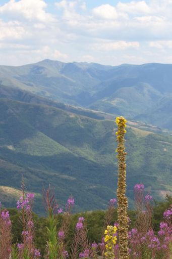 a selective focus of common mullein and fireweed with mountains in the background on a cloudy day