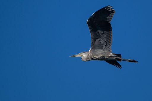 A low-angle shot of a Great blue heron flying with its wide-open wings against the blue sky