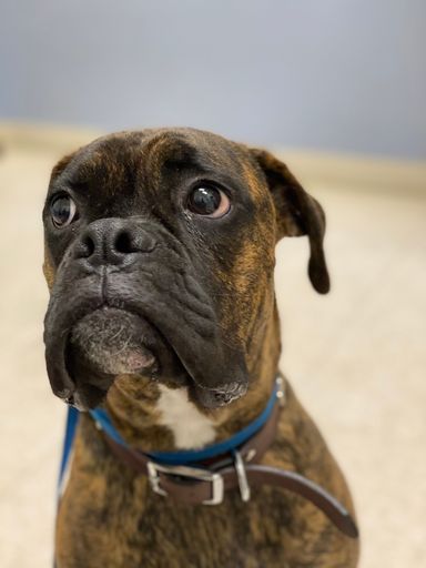 A vertical shot of a cute boxer breed dog looking aside