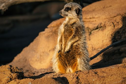A closeup shot of a meerkat in a field during the day