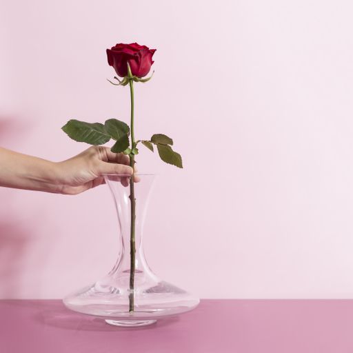A female putting a beautiful single rose in a wide bottom glass vase