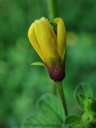 Flowers Best nature photography and best photo shoot