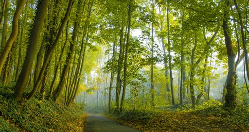 A wide shot of a road going through a forest full of beautiful tall trees captured at day time