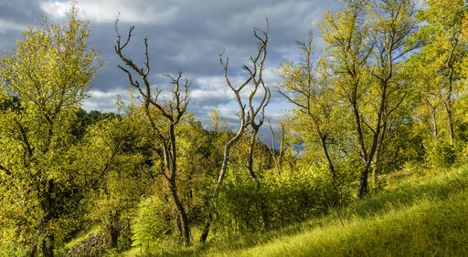 A beautiful view of a hill covered with grass full of different amazing tree under the cloudy sky