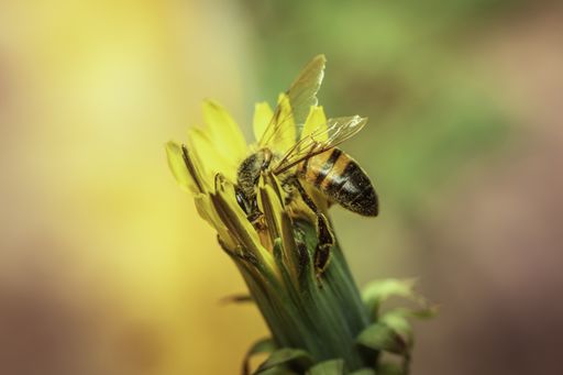 A selective focus shot of a bee on an unbloomed yellow dandelion