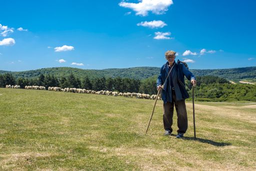 An old shepherd on background of sheep flock