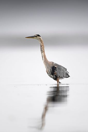 A vertical shot of a Great Blue Heron wading in the harbor at Pillar Point in Half Moon Bay, CA