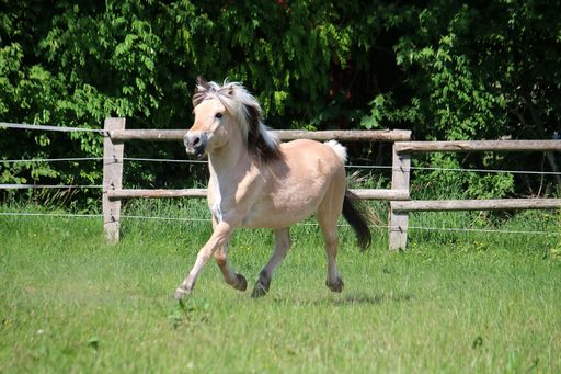 A closeup shot of a pony running in the barn with trees on the background