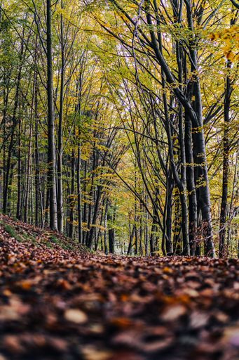A path in an autumn wood. Colorful trees and pathway with brown fallen leaves. Fall in a forest.
