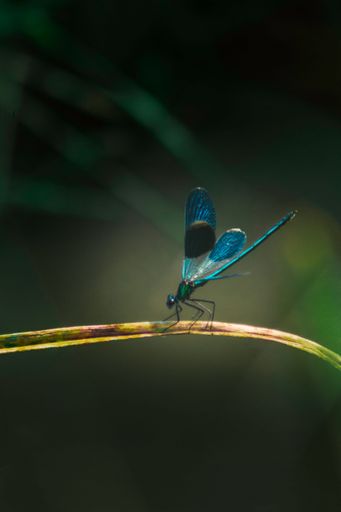 A vertical macro of a blue pretty dragonfly perched on a thin piece of grass in a forest