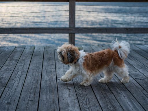 A Shih Tzu dog standing on wooden ground and looking towards