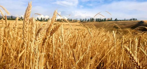 A closeup shot of a golden wheat field near Hrazdan, Armenia.