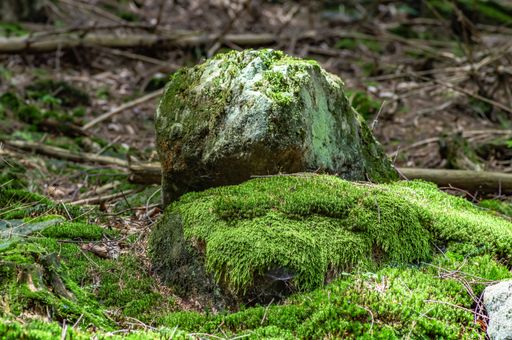 A closeup shot of mossy rocks in the forest