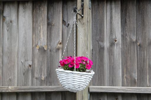 A white basket with petunia flowers hanging on wooden background