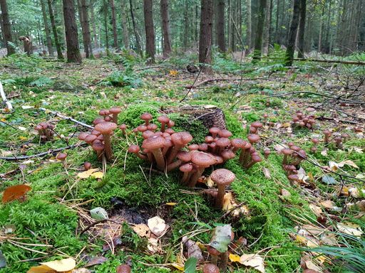 A closeup of growing forest wild mushrooms