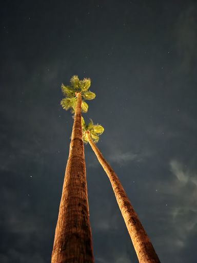 A low angle shot of palm trees on the background of starry sky