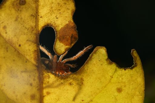 A beautiful closeup of Mexican fire leg tarantula on a yellow leaf isolated on black background