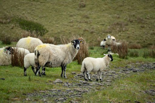 A selective focus of a group of sheep with white wool in a rocky valley in Ireland