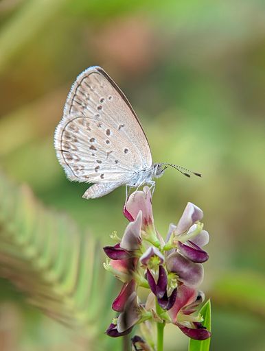 A vertical selective focus shot of a beautiful butterfly on a pink flower
