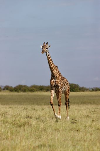 A vertical shot of a Giraffe walking in the Masai Mara, Kenya