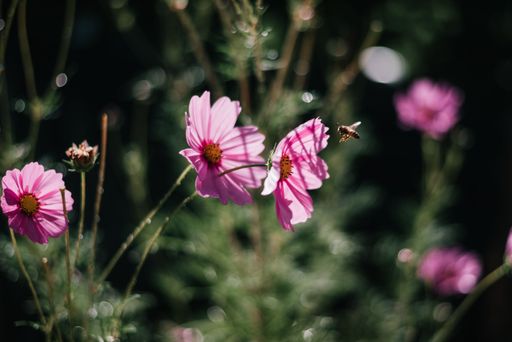 A bee taking nectar from pink flowers