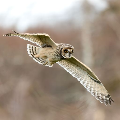 A selective focus shot of a short-eared owl (asio flammeus) in flight