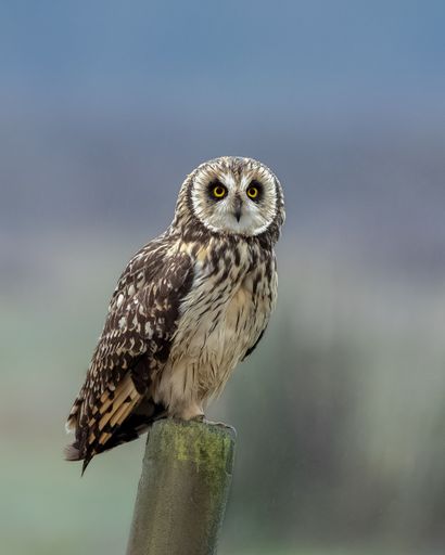 A selective focus shot of a short-eared owl (asio flammeus) perched on a wooden post