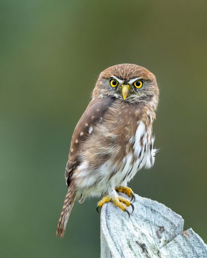 A selective focus shot of austral pygmy owl (Glaucidium nana)