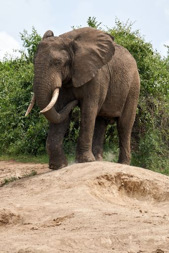 The vertical view of an African bush elephant standing on the soil before the trees