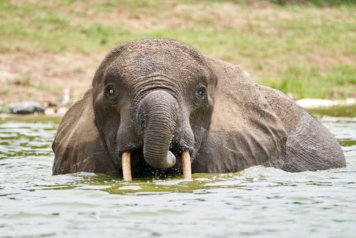 The portrait of an African bush elephant baby swimming in the water
