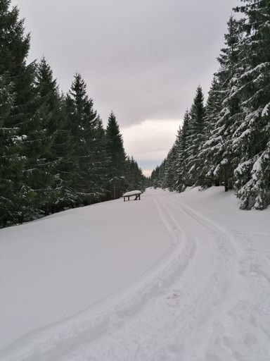 A road covered with snow in the middle of the forest