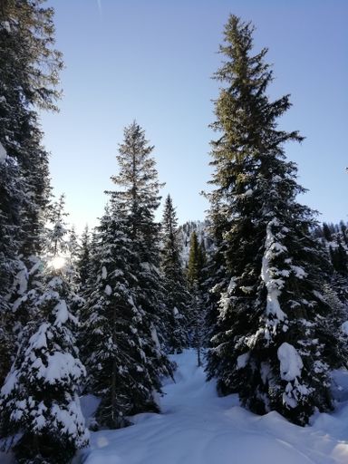 A vertical shot of green spruce trees covered with snow in winter on a sunny day
