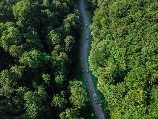 photograph of cars moving through a road in the middle of the forest