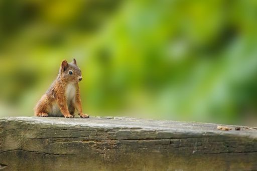 A closeup of a squirrel on a blurry green background.