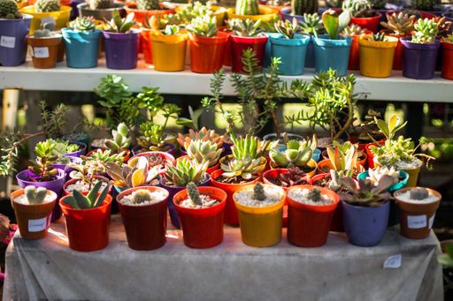 A colorful store of various succulent and cactus pots
