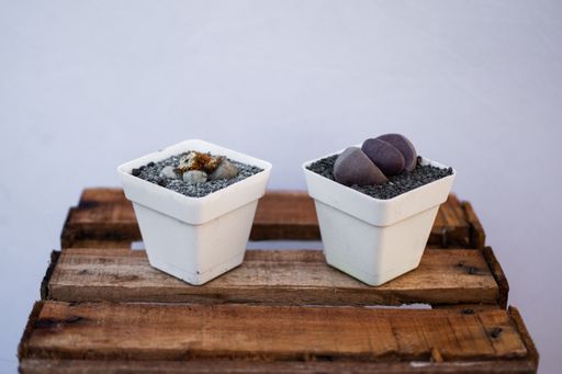 A closeup shot of white pots of succulents on wooden box