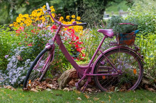 A closeup of an old pink bicycle parked in the garden full of colorful flowers