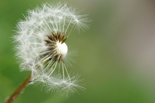 A close-up shot of a half blew dandelion in a blur