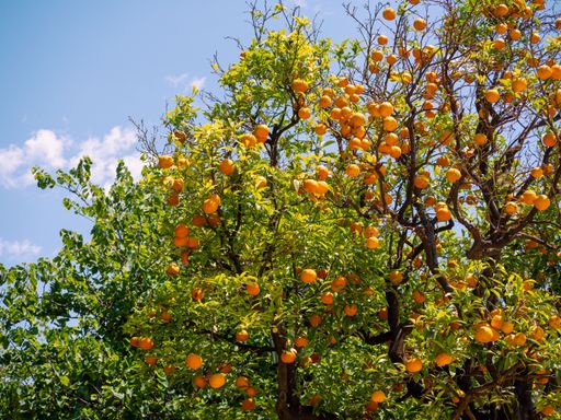 A beautiful landscape of a citrus tree against the blue sky