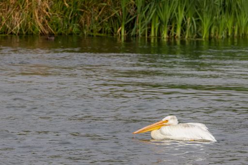 A cute American white pelican swimming in a lake during the daytime