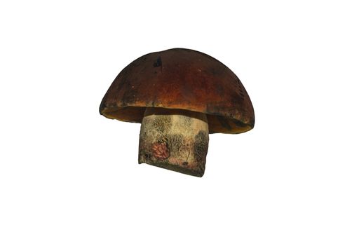 A Suillellus queletti - the deceiving bolete