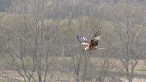 A red kite flying in the weathered forest