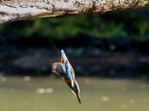 A closeup of a kingfisher bird falling down from a tree branch