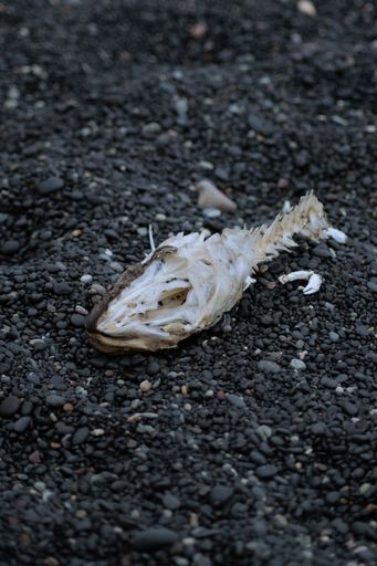 A vertical closeup shot of remains of a dead fish on a shore with small black rocks