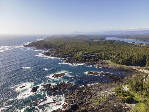 An aerial shot of a forest near a seacoast