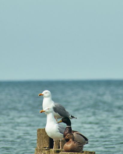 A vertical closeup shot of European herring gulls and ducks perched on a background of sea water and sky