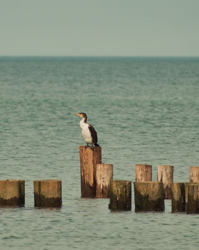 A vertical closeup shot of a Great cormorant bird standing on a wood piece in a tranquil sea water