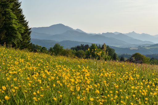 beautiful view of summer meadow in the alpine foothills near Siegsdorf with Hochfelln mountain, Bavaria, Germany